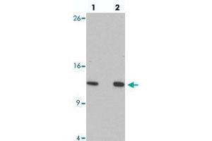 Western blot analysis of HIGD1A in 293 cell lysate with HIGD1A polyclonal antibody  at at (lane 1) 0. (HIGD1A anticorps  (N-Term))