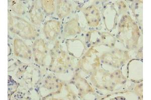 Immunohistochemistry of paraffin-embedded human kidney tissue using ABIN7142271 at dilution of 1:100 (MRPS36 anticorps  (AA 1-103))