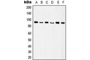 Western blot analysis of Integrin beta 5 expression in HeLa (A), SW480 (B), HT29 (C), A549 (D), Raw264. (Integrin beta 5 anticorps  (C-Term))