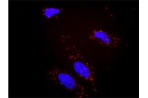 Proximity Ligation Analysis of protein-protein interactions between BCR and PIK3CG.