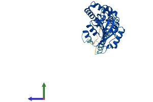 AlphaFold protein structure predicition of Human Recombinant CD38 Protein, UniprotID P28907