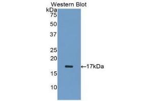 WB of Protein Standard: different control antibodies against Highly purified E. (Inhibin alpha Kit ELISA)