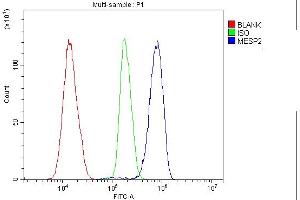 Flow Cytometry analysis of K562 cells using anti-Mesp2 antibody (ABIN7599353).
