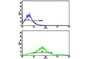 Flow cytometric analysis of NCI-H292 cells using CDH7 polyclonal antibody (bottom histogram) compared to a negative control cell (top histogram). (Cadherin 7 anticorps  (N-Term))