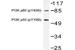 Western blot (WB) analysis of p-PI3K p85 (pTyr458)/p55 (pTyr199) antibody in extracts from NIH/3T3 cells. (PIK3R1 anticorps  (pTyr199, pTyr458))