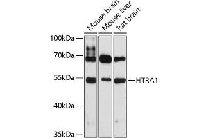 Western blot analysis of extracts of various cell lines, using HTR antibody (1693) at 1:3000 dilution. (HTRA1 anticorps  (AA 22-160))