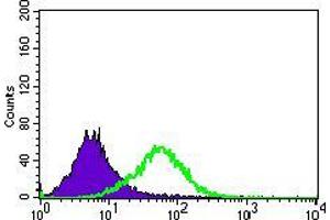 Flow cytometric analysis of Jurkat cells using C17ORF53 mouse mAb (green) and negative control (purple). (C17orf53 anticorps  (AA 282-527))