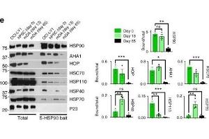 HSP90 complexes in hPSCs and hPSC-derived mDA neurons.