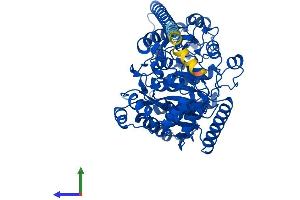 AlphaFold protein structure predicition of Mouse Recombinant Faah Protein, UniprotID O08914