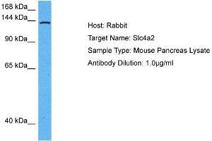 Host: Mouse Target Name: SLC4A2 Sample Tissue: Mouse Pancreas Antibody Dilution: 1ug/ml (SLC4A2 anticorps  (N-Term))