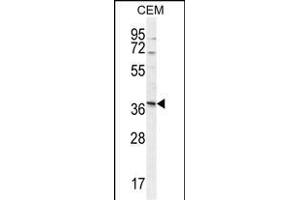 NXPH4 Antibody (C-term) (ABIN655131 and ABIN2844758) western blot analysis in CEM cell line lysates (35 μg/lane). (Neurexophilin 4 anticorps  (C-Term))