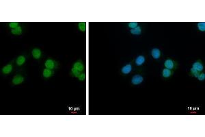 ICC/IF Image NANS antibody [N1C3] detects NANS protein at nucleus by immunofluorescent analysis. (NANS anticorps  (Center))