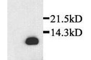 Detection of rat recombinant SDF-1beta in transfected cells by Western Blot (SDF1 beta anticorps)