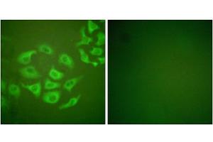 Immunofluorescence analysis of HepG2 cells, using MMP-10 antibody.