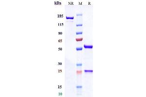 Anti- Human CDH17( 10C12) on SDS-PAGE under reducing (R) condition.