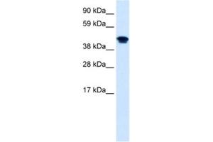 Western Blotting (WB) image for anti-Nuclear Receptor Subfamily 1, Group H, Member 4 (NR1H4) antibody (ABIN2460781) (NR1H4 anticorps)