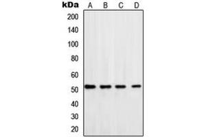 anti-DNA polymerase delta catalytic subunit (POL3) (C-Term) antibody