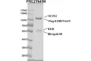 Recombinant PRC2 EZH2(Y641N) Complex gel.