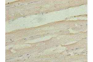 Immunohistochemistry of paraffin-embedded human skeletal muscle tissue using ABIN7166610 at dilution of 1:100