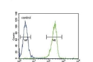 KIR2DS2 Antibody (Center) (ABIN651951 and ABIN2840473) flow cytometric analysis of  cells (right histogram) compared to a negative control cell (left histogram). (KIR2DS2 anticorps  (AA 39-65))