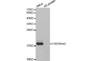 Western Blotting (WB) image for anti-Histone 3 (H3) (H3K36me2) antibody (ABIN3016036) (Histone 3 anticorps  (H3K36me2))