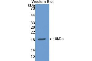Western Blotting (WB) image for anti-Nitric Oxide Synthase 1, Neuronal (NOS1) (AA 455-601) antibody (ABIN1860027) (NOS1 anticorps  (AA 455-601))