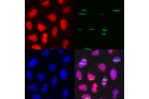 Immunofluorescence analysis of U2OS cell using POLE3 antibody. (POLE3 anticorps)