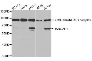 Western blot analysis of extracts of various cell lines, using RANGAP1 antibody. (RANGAP1 anticorps  (AA 398-587))