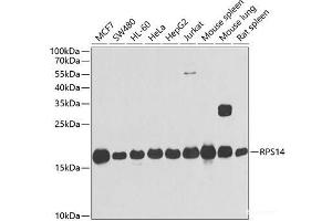 Western blot analysis of extracts of various cell lines using RPS14 Polyclonal Antibody at dilution of 1:1000. (RPS14 anticorps)