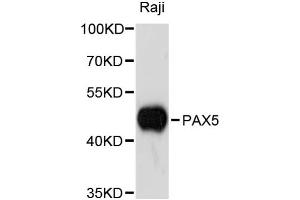 Western blot analysis of extracts of Raji cells, using PAX5 antibody (ABIN1874048) at 1:3000 dilution. (PAX5 anticorps)