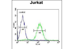 Flow cytometric analysis of Jurkat cells (right histogram) compared to a negative control cell (left histogram). (MAGEA3 anticorps  (C-Term))