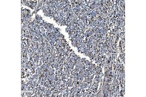 IHC analysis of P4HB using anti-P4HB antibody (ABIN7600075). (P4HB anticorps  (AA 146-363))