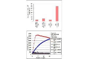 Measurement of 293T cell endogenous SIRT1 activity in an immunoprecipitate using SIRT1 polyclonal antibody  by means of SIRT1/Sir2 Deacetylase Fluorometric (Human) Assay Kit . (SIRT1 anticorps)