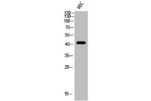 Western Blot analysis of VEC cells using Phospho-HDAC8 (S39) Polyclonal Antibody