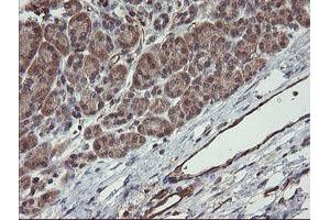 Image no. 3 for anti-Platelet/endothelial Cell Adhesion Molecule (PECAM1) antibody (ABIN1497247) (CD31 anticorps)