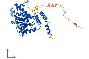 AlphaFold protein structure predicition of Mouse Recombinant Echdc1 Protein, UniprotID Q9D9V3