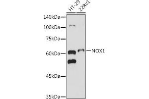 Western blot analysis of extracts of various cell lines, using NOX1 antibody (ABIN6133827, ABIN6144746, ABIN6144748 and ABIN6215916) at 1:500 dilution. (NOX1 anticorps  (AA 200-300))