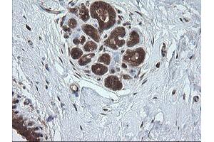 Image no. 3 for anti-Ubiquitin-Conjugating Enzyme E2G 2 (UBE2G2) antibody (ABIN1501634)