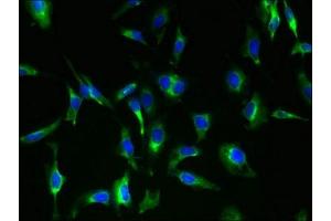 Immunofluorescent analysis of Hela cells using ABIN7166485 at dilution of 1:100 and Alexa Fluor 488-congugated AffiniPure Goat Anti-Rabbit IgG(H+L) (MAS1 anticorps  (AA 285-325))