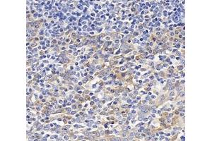 Immunohistochemistry analysis of paraffin-embedded human tonsil using,OAS3 (ABIN7072846) at dilution of 1: 4000 (OAS3 anticorps)