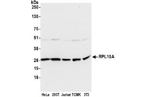 Western Blotting (WB) image for anti-Ribosomal Protein L10a (RPL10A) (AA 167-217) antibody (ABIN7450675)