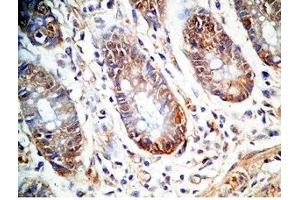 Human colon tissue was stained by Rabbit Anti-PYY (1-36)-Gly (R,M,C,P) Antiserum (Peptide YY (PYY) -Gly (AA 1-36) anticorps)