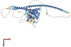 AlphaFold protein structure predicition of Human Recombinant TLK1 Protein, UniprotID Q9UKI8