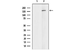 anti-Nucleoporin 153kDa (NUP153) (C-Term) antibody