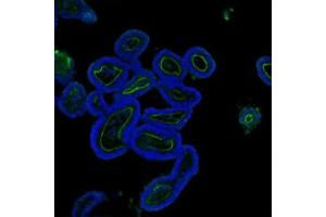 IF analysis of Villin using anti-Villin antibody (ABIN3042343). (Villin 1 anticorps  (C-Term))