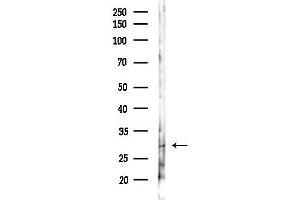 anti-Sperm Flagellar 1 (SPEF1) antibody