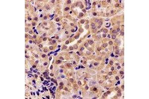 Immunohistochemical analysis of AK4 staining in rat kidney formalin fixed paraffin embedded tissue section. (AK4 anticorps)