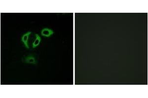 Immunofluorescence (IF) image for anti-Transforming, Acidic Coiled-Coil Containing Protein 3 (TACC3) (AA 789-838) antibody (ABIN2890716) (TACC3 anticorps  (AA 789-838))