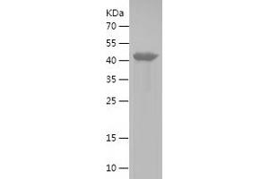 Western Blotting (WB) image for NDRG Family Member 3 (NDRG3) (AA 14-255) protein (His-IF2DI Tag) (ABIN7124120) (NDRG3 Protein (AA 14-255) (His-IF2DI Tag))