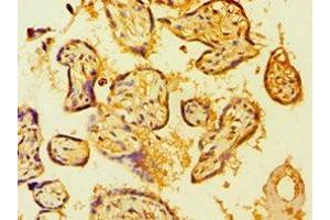 Immunohistochemistry of paraffin-embedded human placenta tissue using ABIN7149359 at dilution of 1:100